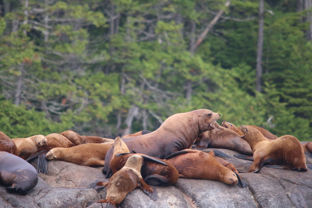 Stellar Sea Lions Stellar Sea Lions