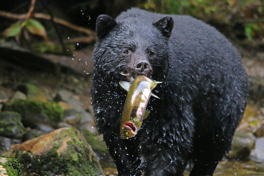 black-bear-salmon