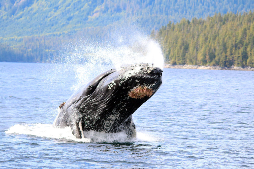 whale-breaching