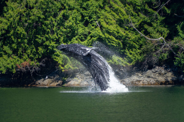Humpback Whale Breaching