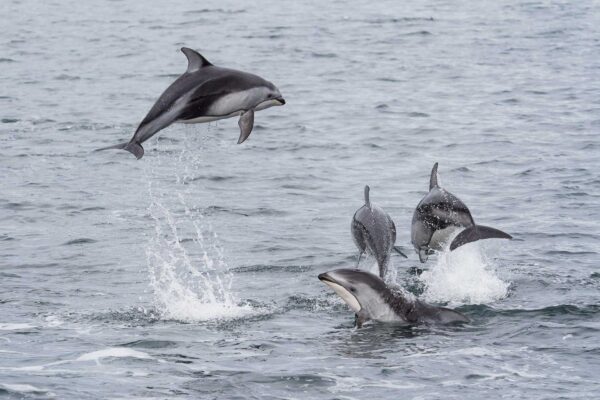 Pacific white-sided dolphin