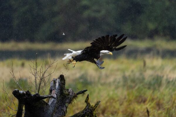 Bald Eagle