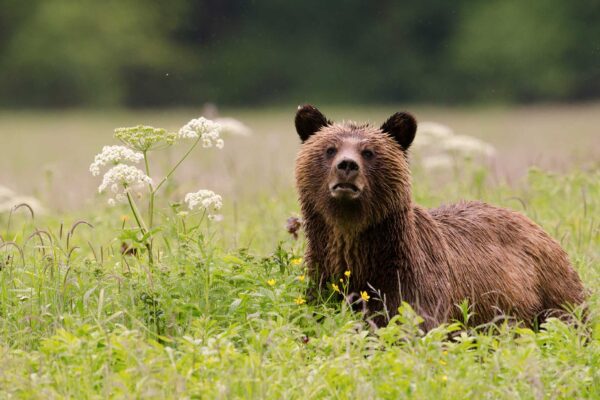 Baby Grizzly Bear