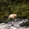Great Bear Rainforest Spirit Bear