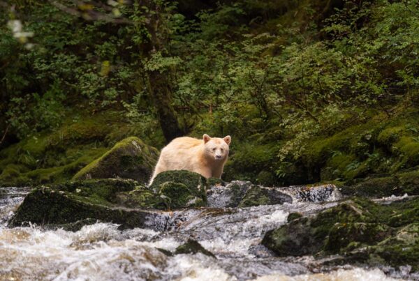 Great Bear Rainforest Spirit Bear