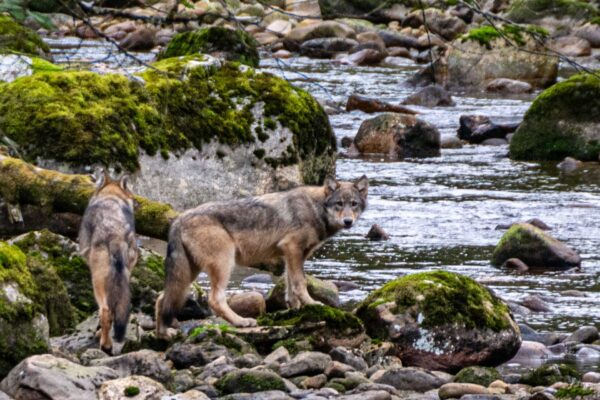 Vancouver Coastal Sea Wolves