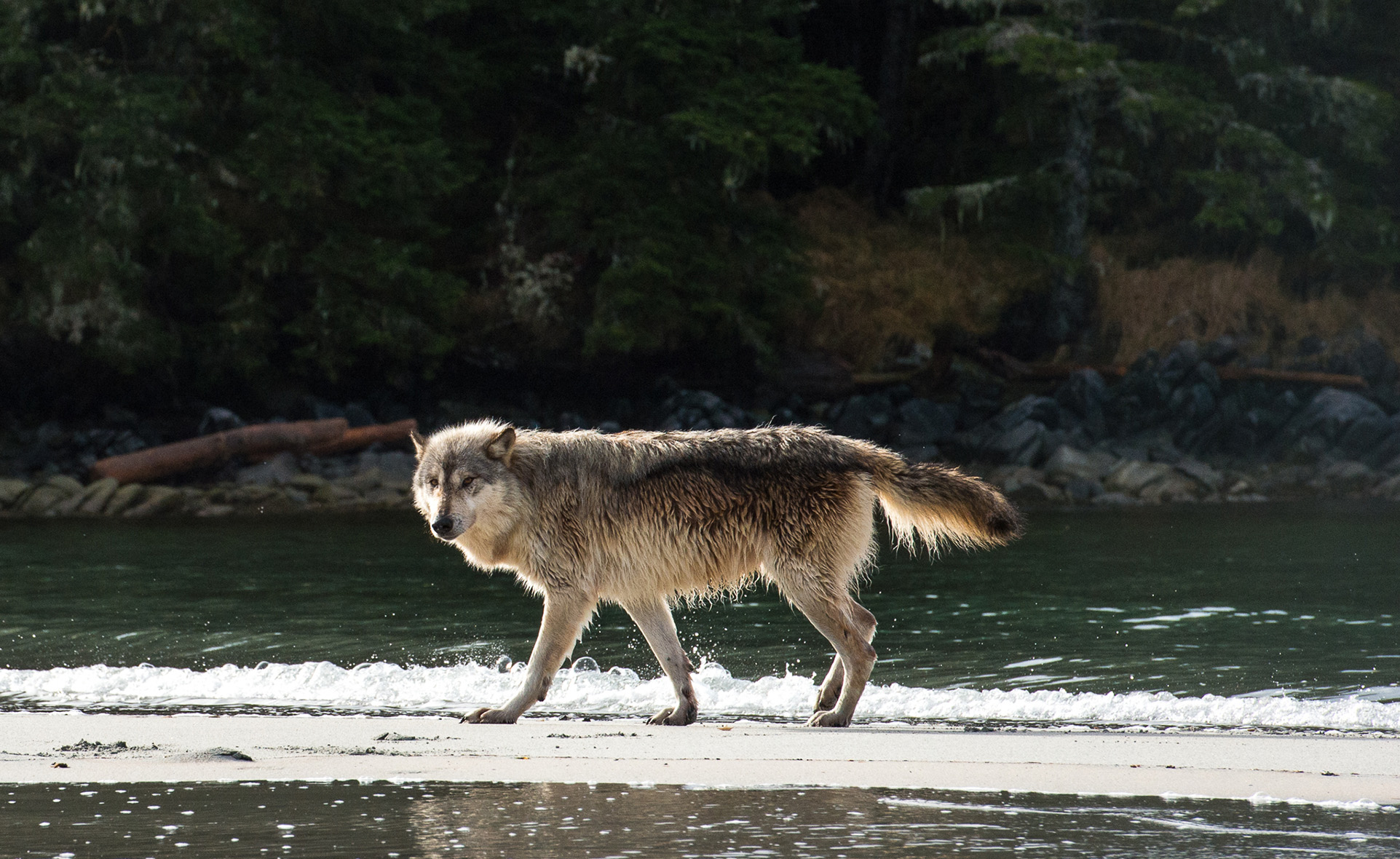 A Moment With Wolves