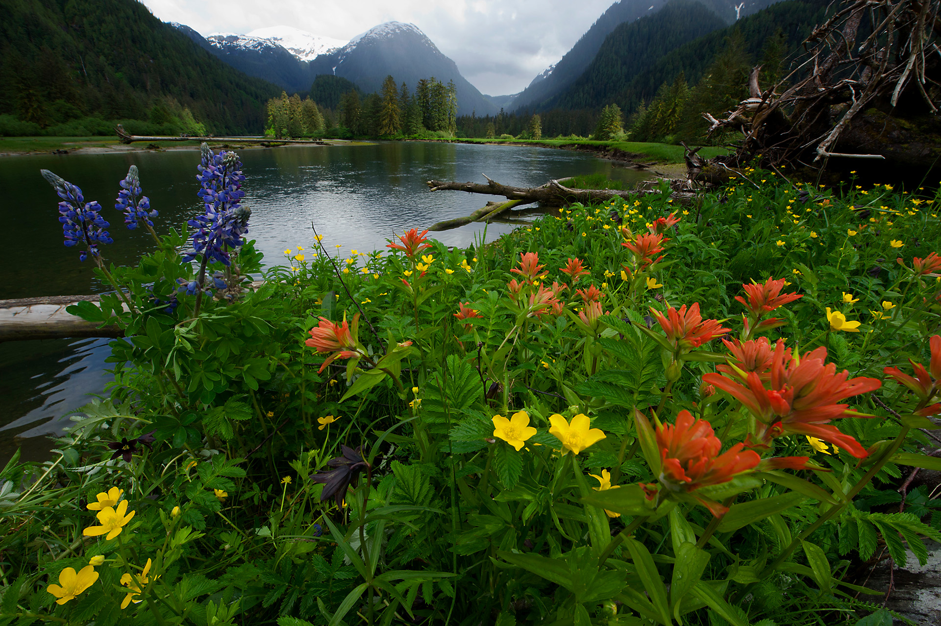 The 10,000-Year Conversation: Deep Immersion in the Great Bear Rainforest
